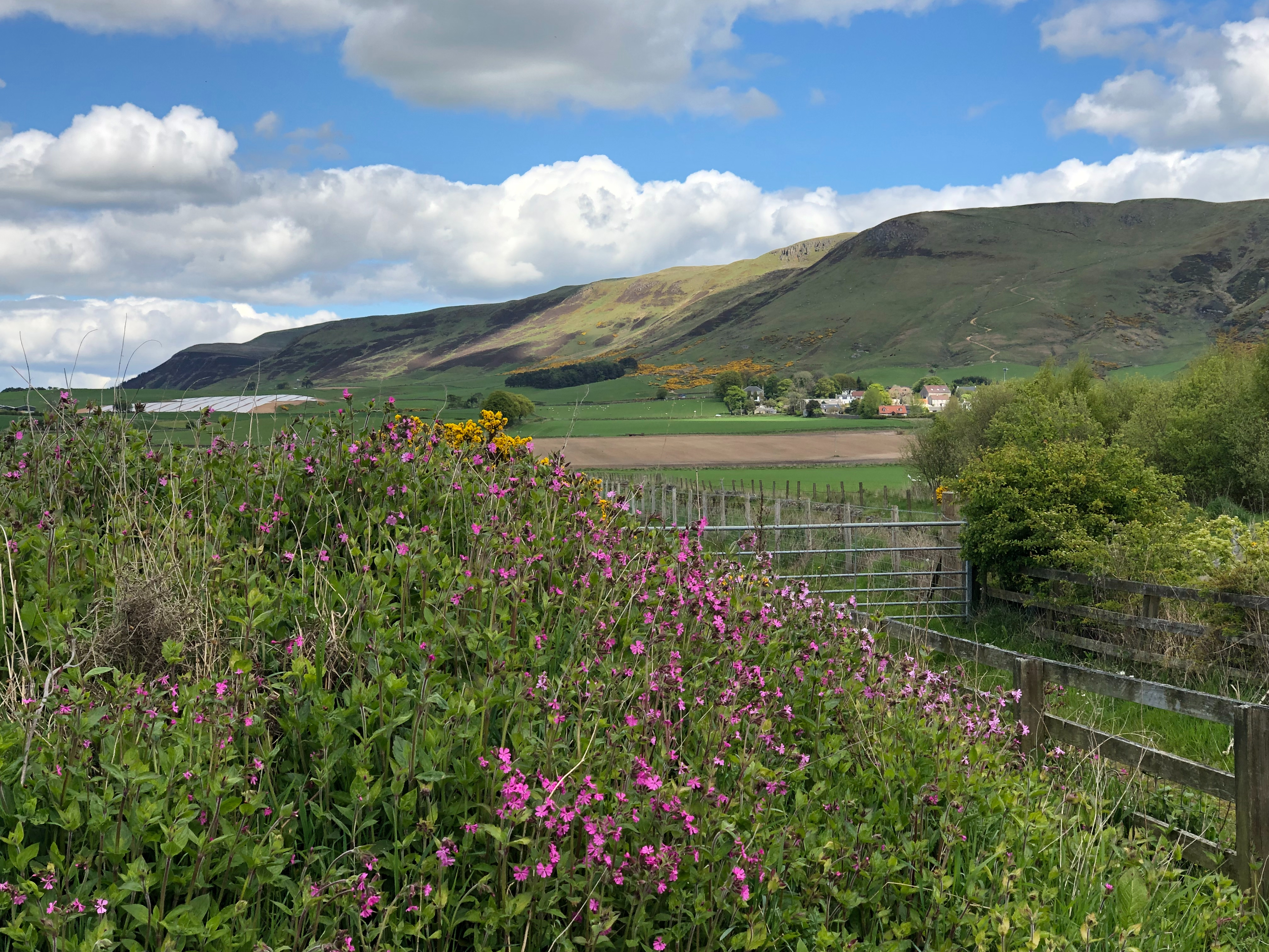 View of Scottish Hills with pink flowers in the foreground, highland hills in the background, and blue sky with fluffy white clouds